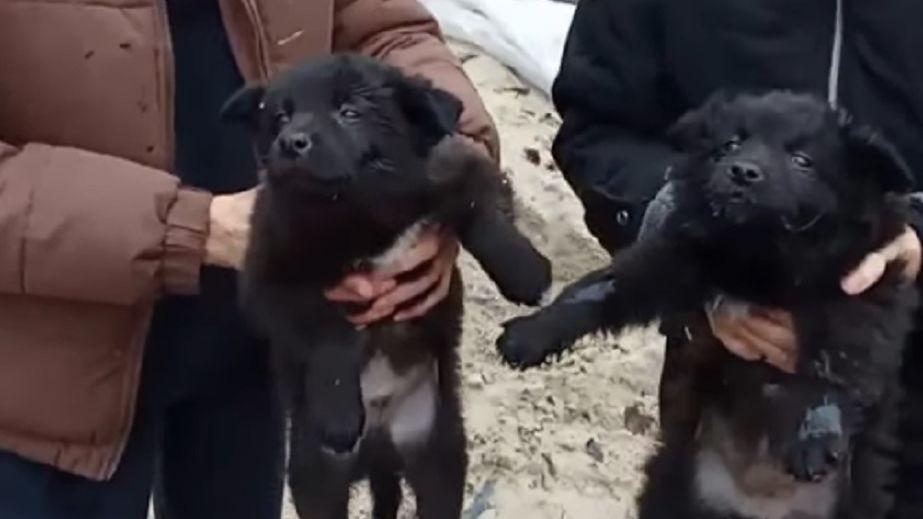 Puppies discarded in a dumpster were rescued in Dnipro (VIDEO)